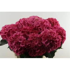 Hydr M Sibilla Red 80-22