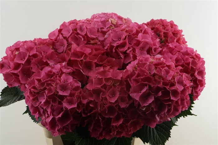 <h4>Hydr M Sibilla Red 80-22</h4>