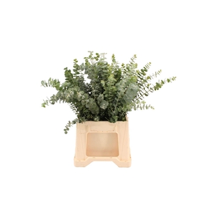 Euca Baby Blue Short