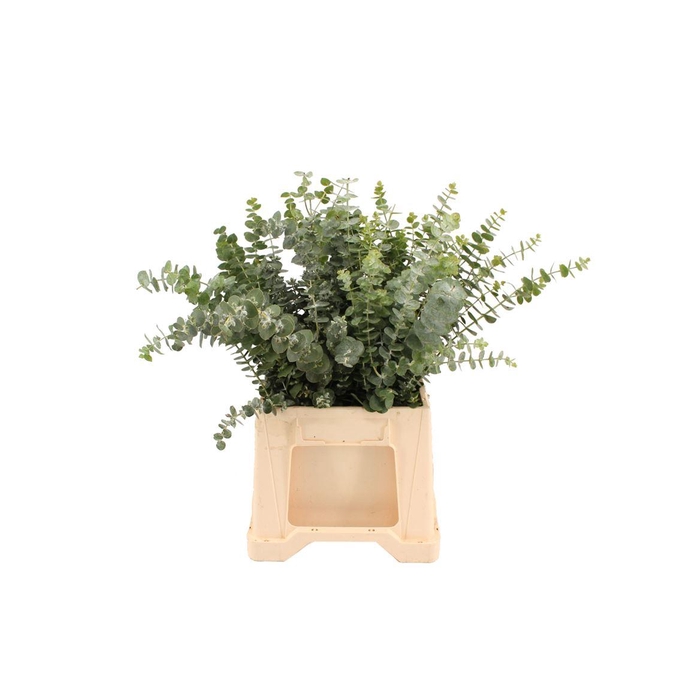 <h4>Euca Baby Blue Kort</h4>