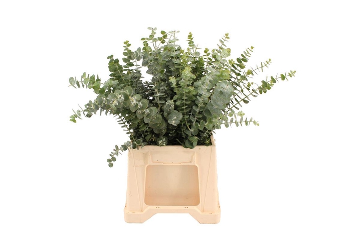 <h4>Euca Baby Blue Short</h4>