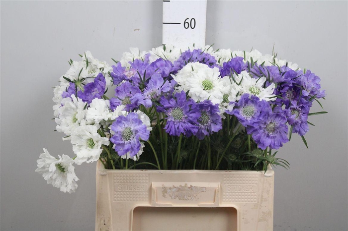 <h4>Scab Caucasica Blue+ Wit Mix</h4>