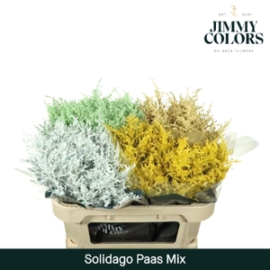 Solidago L70 Klbh. Paas mix