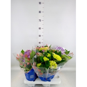 Hydrangea mac. 'Hi Ocean'