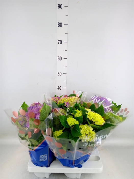 <h4>Hydrangea mac. 'Hi Ocean'</h4>