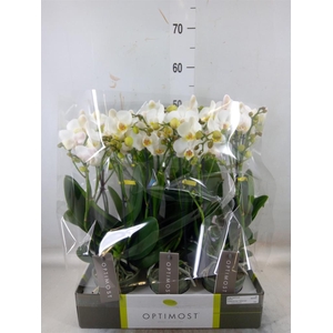 Phalaenopsis multi.   ...white