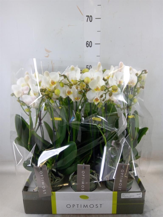 <h4>Phalaenopsis multi.   ...white</h4>