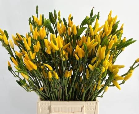 <h4>Sierpeper Fire Yellow</h4>