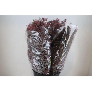 Mimosa Luna D'argento Abs Red P Bunch