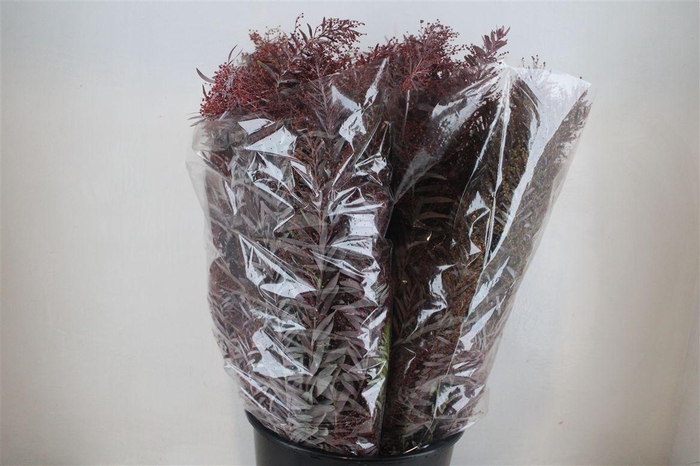 <h4>Mimosa Luna D'argento Abs Red P Bunch</h4>