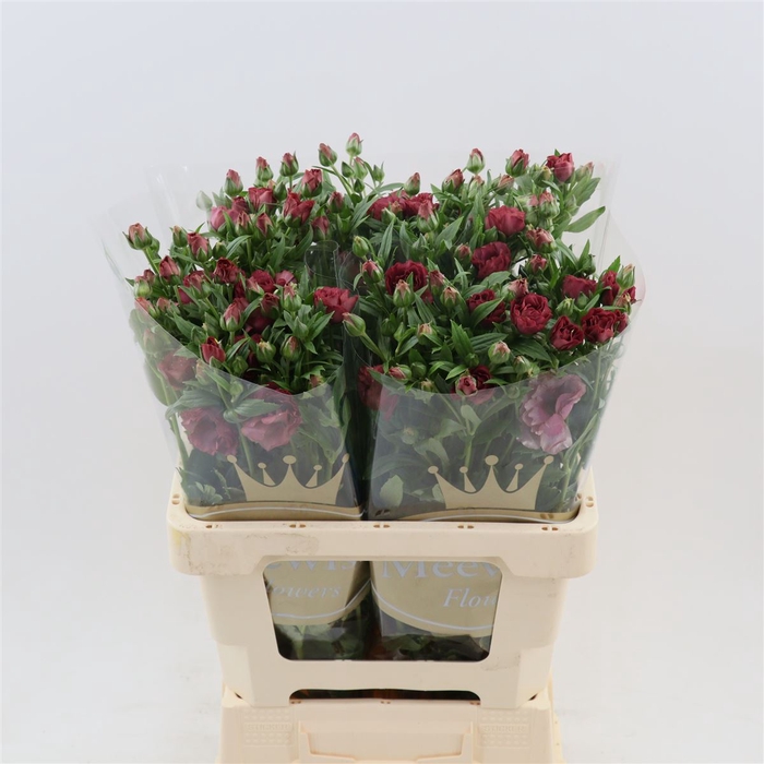 <h4>Ranunculus Magical Raspberry</h4>