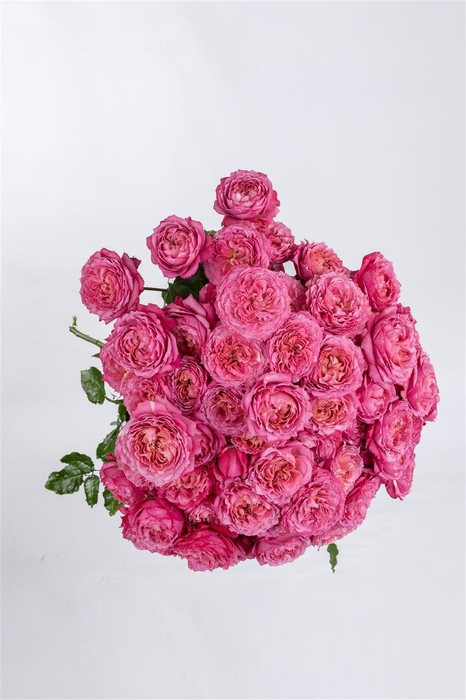 <h4>R GR Tr Julieta Cerise</h4>