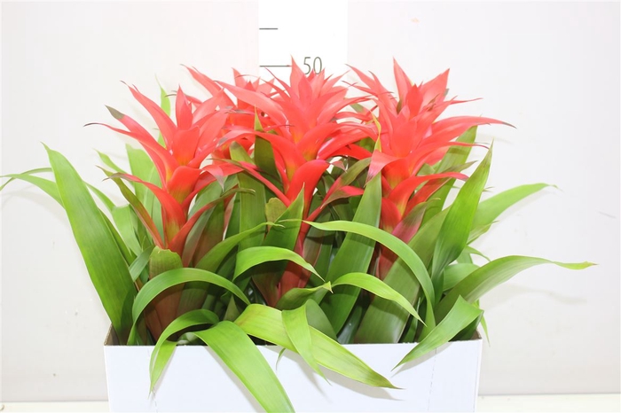 <h4>Guzmania Deseo Salmon</h4>