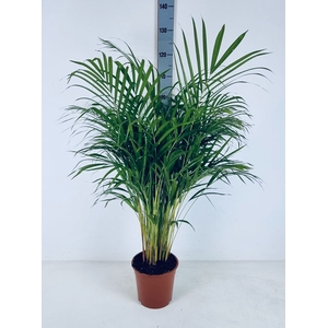 DYPSIS LUTESCENS