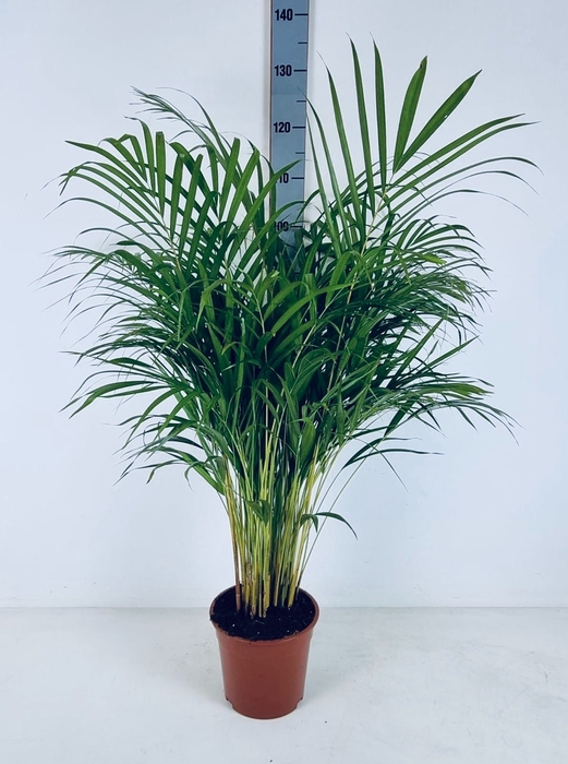 <h4>DYPSIS LUTESCENS</h4>