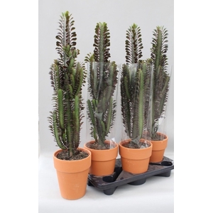 Euphorbia trigona Rubra