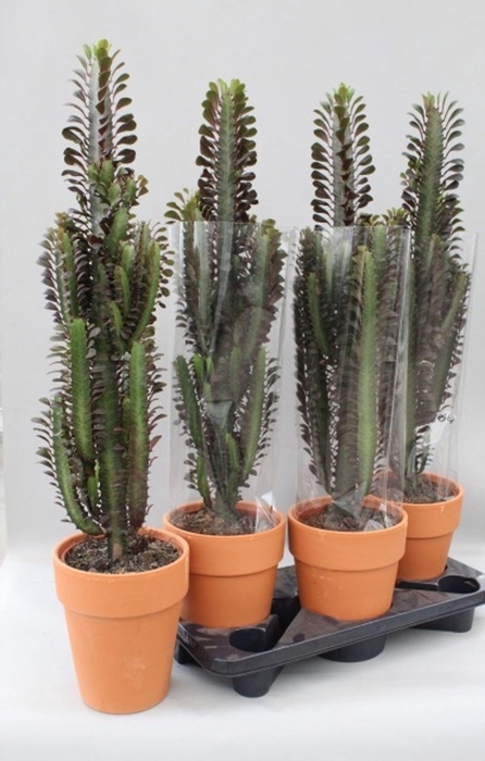 <h4>Euphorbia trigona Rubra</h4>