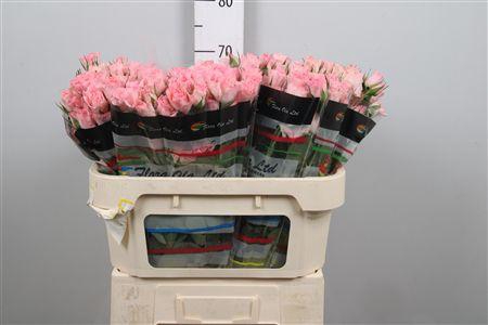 <h4>R Tr Constellation</h4>