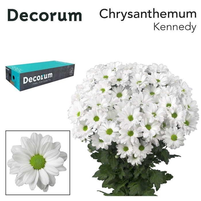 <h4>Chr T Kennedy Decorum exportbox</h4>