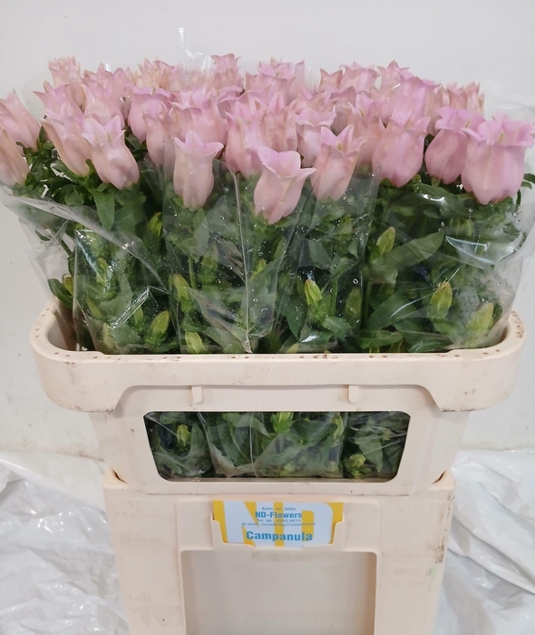 <h4>CAMP M PEARL PINK</h4>