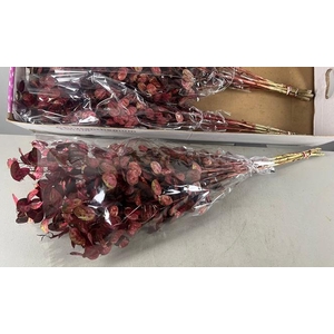 Df Lunaria Bs Red