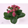 Kalanchoe Melody