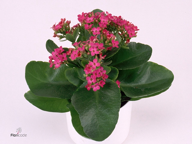 Kalanchoe Melody