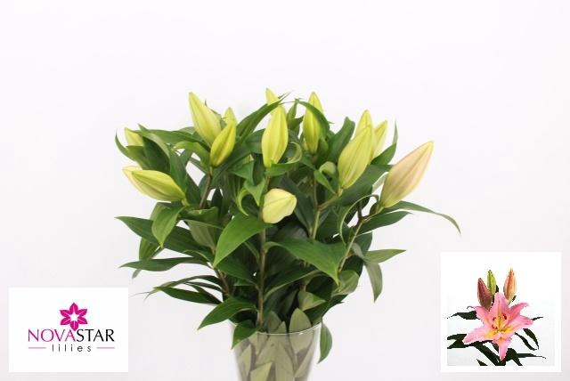 <h4>LI OR FENICE</h4>