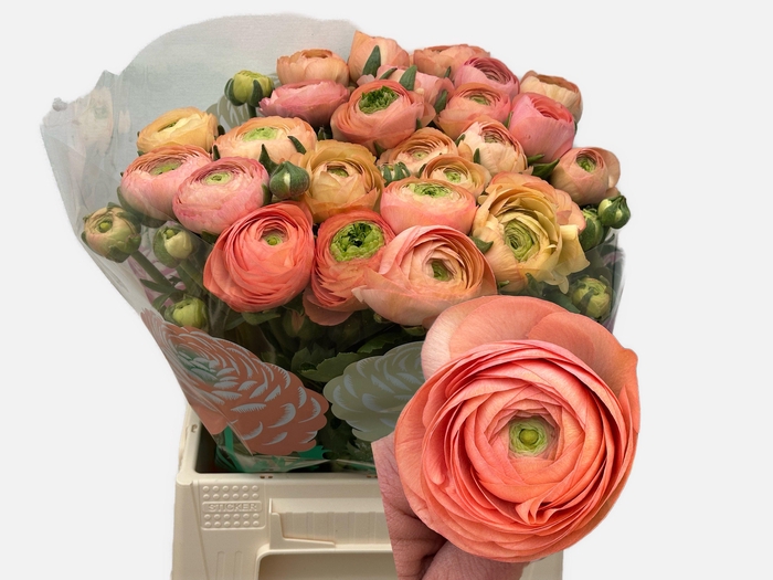 <h4>RAN AAZUR SALMON</h4>