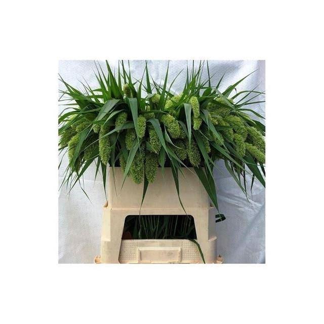 <h4>SETARIA ITALICA 'VOLLE MELK'</h4>