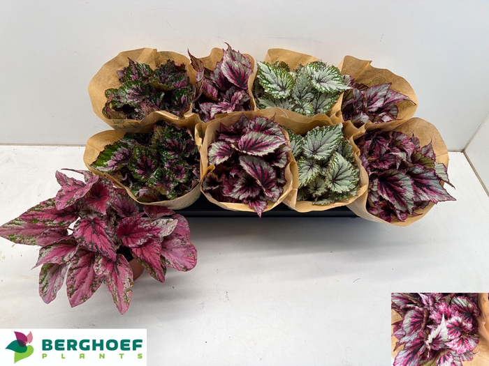 <h4>BEG BEL GEM</h4>