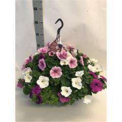 <h4>Petunia   ...mix in pot</h4>