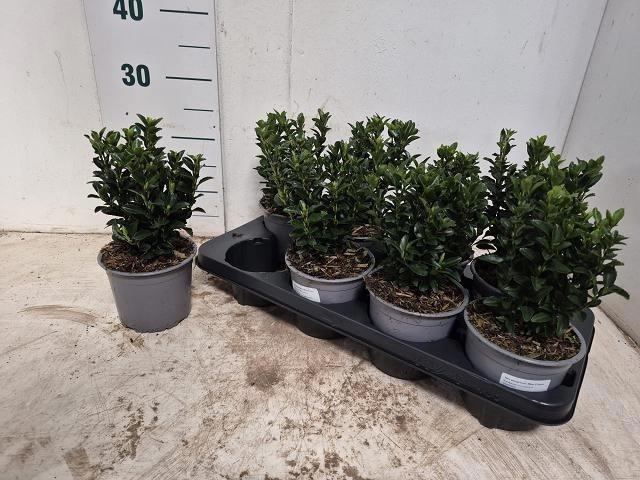 arr8 Euonymus Ja Gr Spire