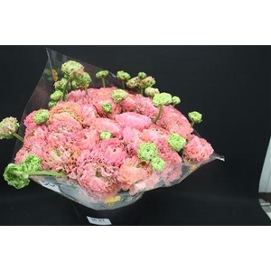 Cl Pon-pon Alice Xxl