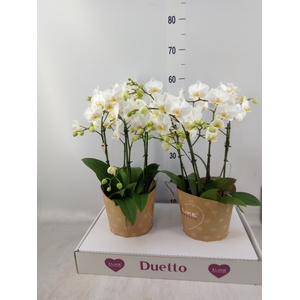 Phalaenopsis multi. 'FC French Blo'