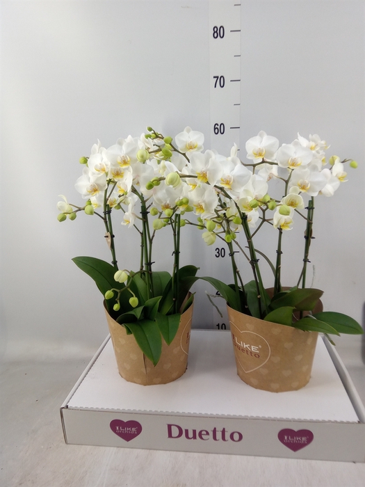 <h4>Phalaenopsis multi. 'FC French Blo'</h4>
