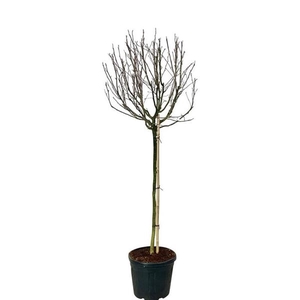 Magnolia stellata 'Rosea'