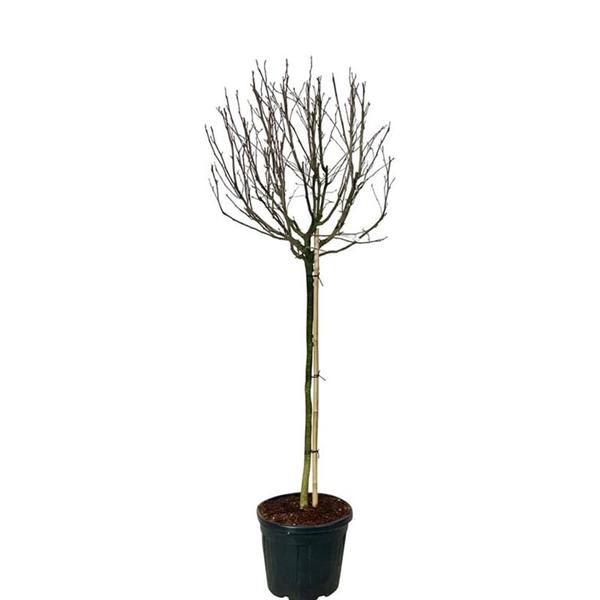 <h4>Magnolia stellata 'Rosea'</h4>