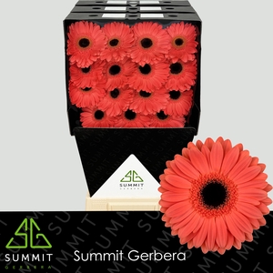 Gerbera Jamilla  Diamond