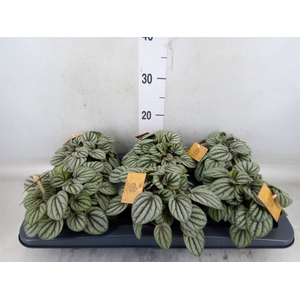Peperomia