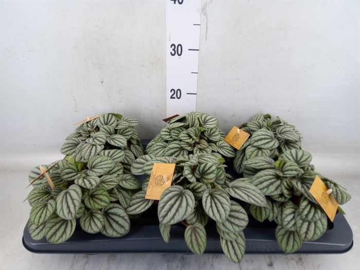 <h4>Peperomia</h4>