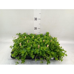 Peperomia rotundifolia