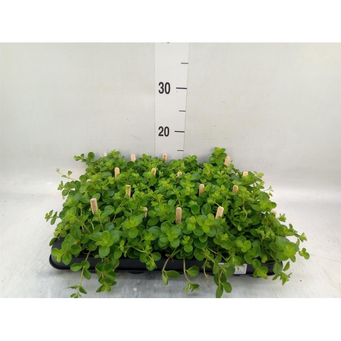 <h4>Peperomia rotundifolia</h4>