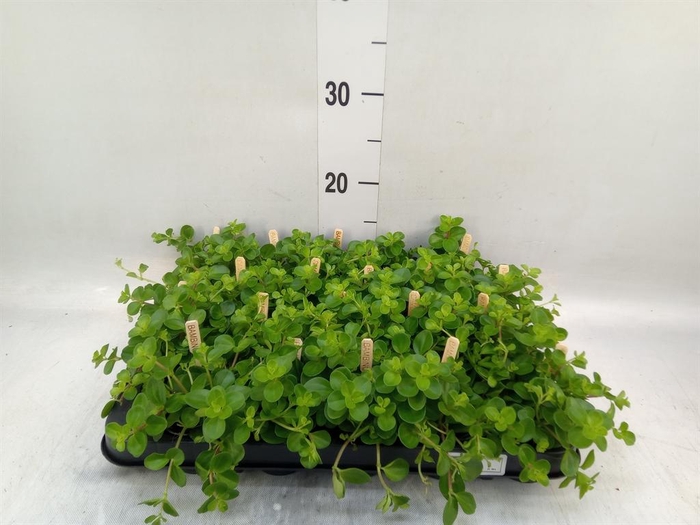 <h4>Peperomia rotundifolia</h4>