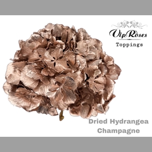 DRIED HYDRANGEA CHAMPAGNE
