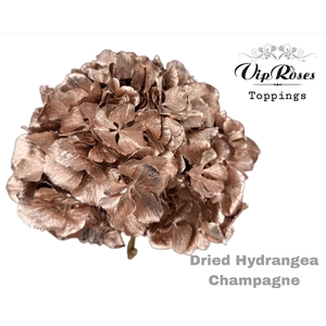 Dried Hydrangea Champagne