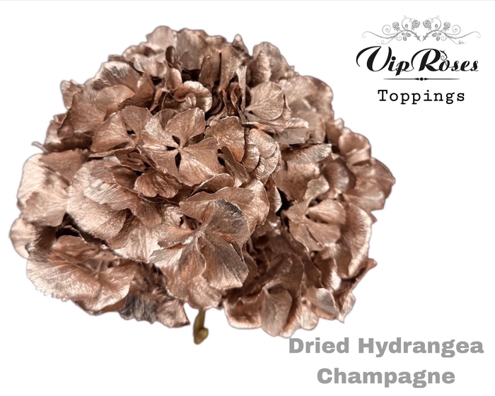 <h4>DRIED HYDRANGEA CHAMPAGNE</h4>