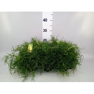 Rhipsalis baccifera 'Oasis'