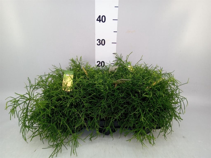 <h4>Rhipsalis baccifera 'Oasis'</h4>