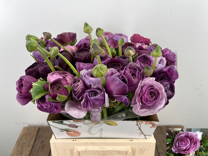 <h4>RAN AM PURPLE JEAN</h4>